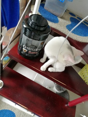 Chrisdine猫粮对比评价怎么样,看过才知Chrisdine猫粮怎么样,专家分析,