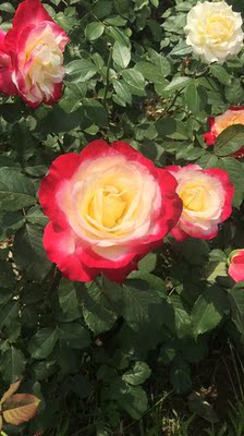 质量非常好，与卖家描述的完全一致，非常满意,真的很喜欢，完全超出期望值，发货速度非常快，包装非常仔细、严实，物流公司服务态度很好，运送速度很快，很满意的一次购物。