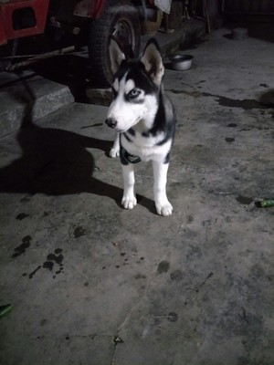 【揭秘】给狗狗用冠能狗粮怎么样，到底好不好？真的是天然粮吗？