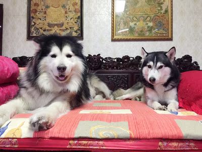 皇家猫粮对比评价怎么样，看过才知皇家猫粮质量靠谱吗,质量行不行,