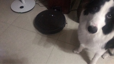 火爆的揭秘小瓦扫地机器人怎么样，小瓦扫地机器人规划版评测