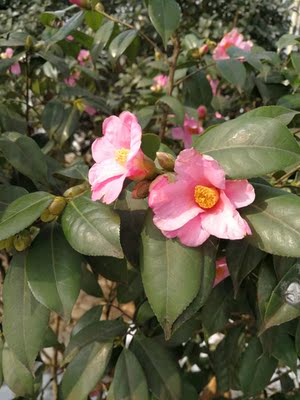 物流很快，没有试穿。还不错