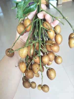 Ronshen/容声 BCD-320WD12MYP四开门电冰箱家用多门节能风冷变频