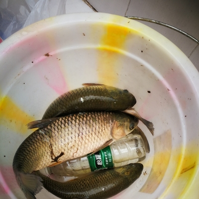 真实使用感受佳钓尼鱼竿怎么样，质量好吗？佳钓尼鱼竿哪款好用？