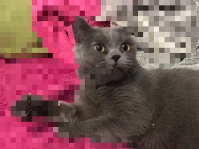 好主人猫粮在行业中排第几好主人猫粮好不好,如何选购,