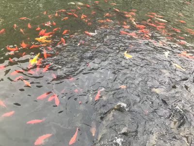 瘦的时候穿过 非常舒服 可是生完孩子胖了 再买这个穿 根本穿不了  不建议110斤以上得人穿  嘞的无法呼吸 哈哈哈哈哈哈哈哈哈哈哈哈哈哈哈哈哈哈哈哈哈哈哈哈哈哈哈哈哈哈哈哈哈哈哈哈哈哈哈哈哈哈哈哈哈哈哈哈哈哈哈哈哈哈哈哈哈哈