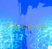 Fish tank wallpaper background painting water map blue double-sided pattern 60cm 70cm 80cm wide