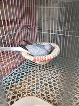 Manual nest dove thin snow dove xue ge reproduction nest bird Pearl wen niao hibiscus bird yu niao Birds Nest