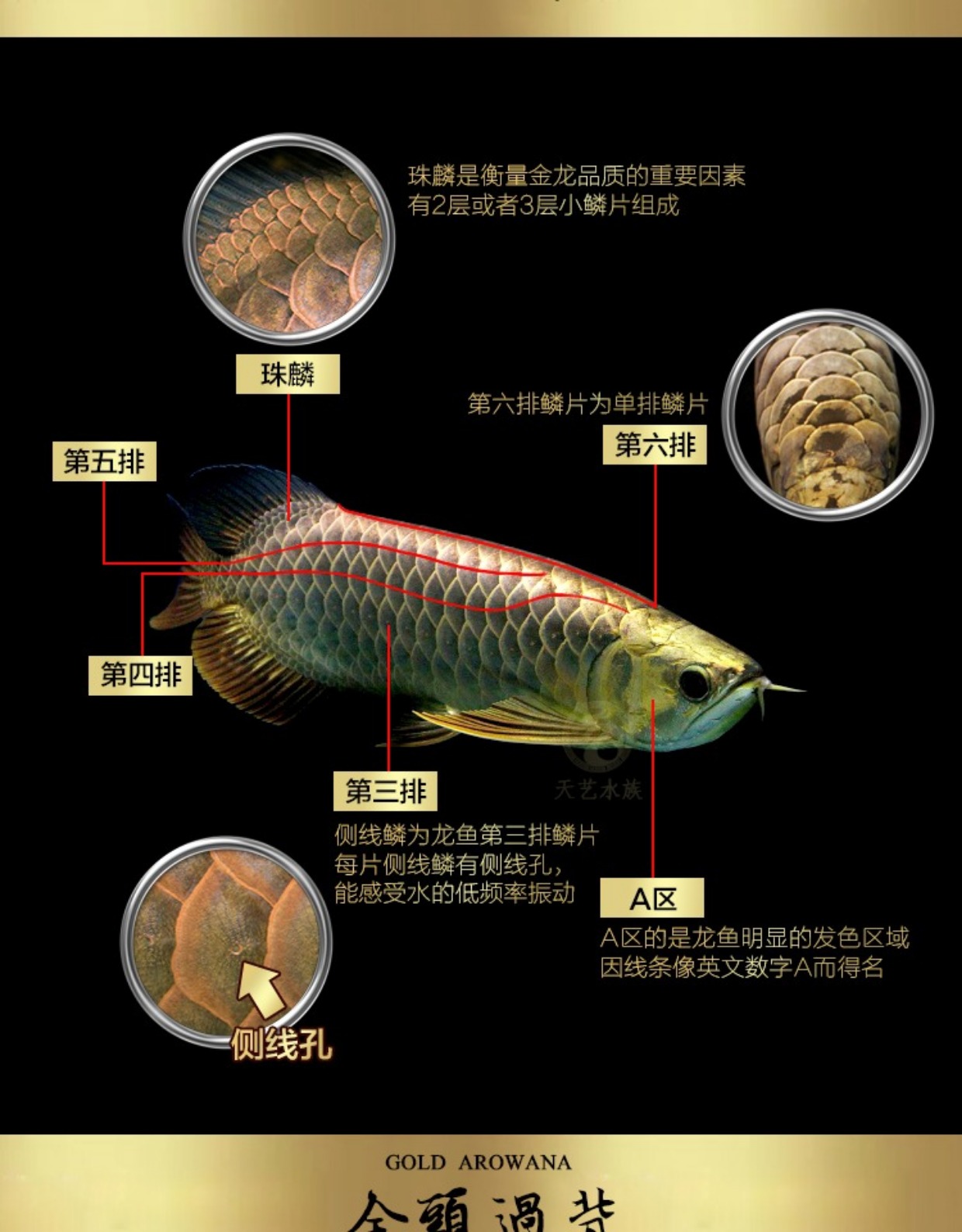 金龙鱼活体鱼蓝底过背b级过背高背24k金头过背金龙鱼红龙鱼鱼苗_双氙