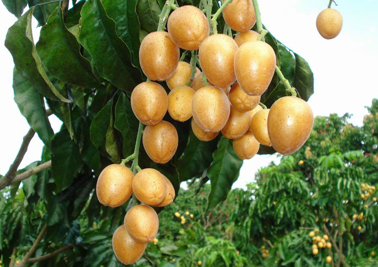 新鲜黄皮果 鸡心黄皮黄弹子孕妇水果化痰天然无公害 7月份上市