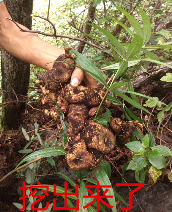 野生新鲜 黄精 老虎姜 现挖现卖 18元一斤 满三斤包邮