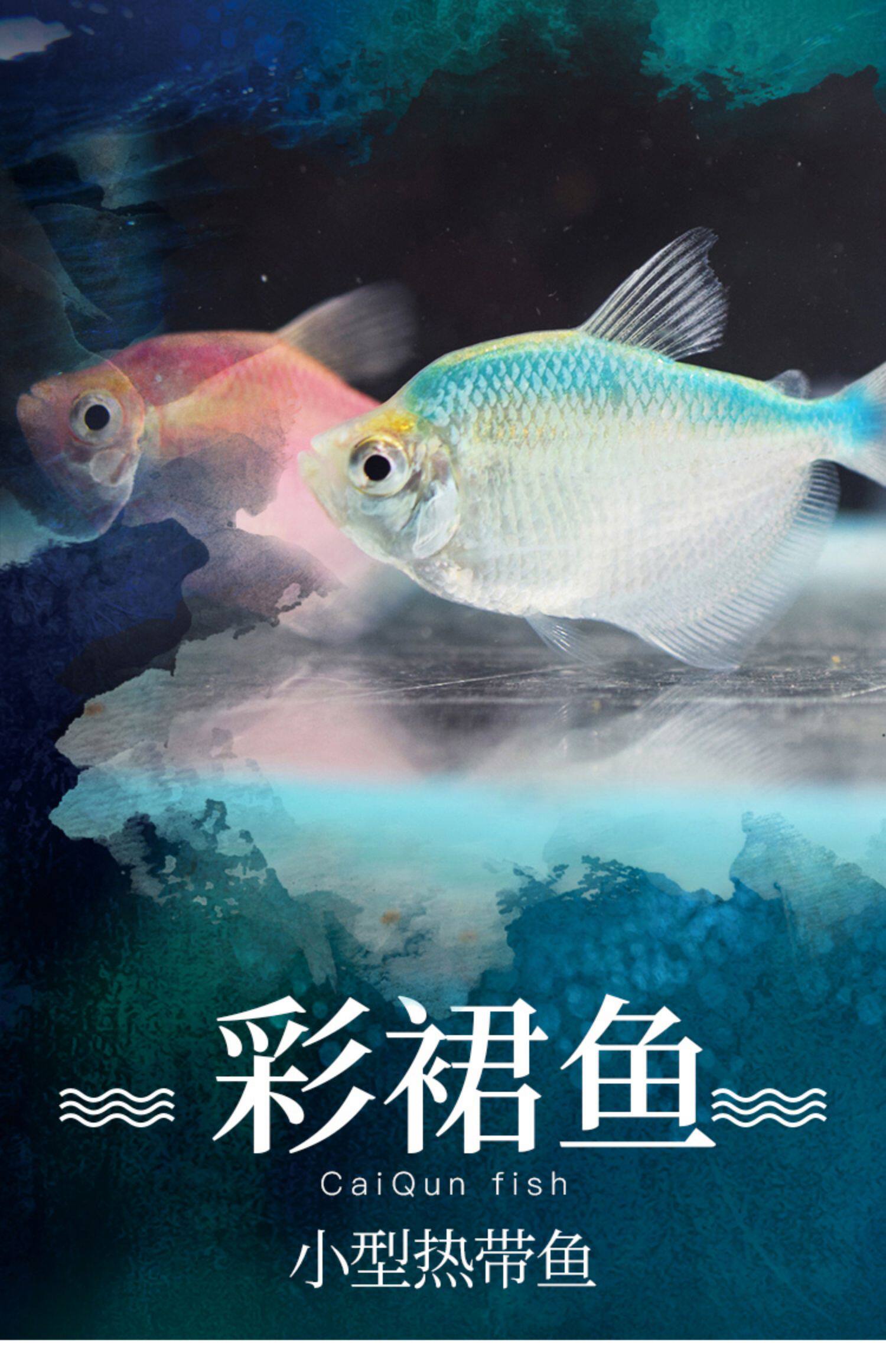 鱼彩旗鱼黑裙鱼彩色鱼热带鱼观赏鱼淡水鱼宠物鱼水族活体小鱼