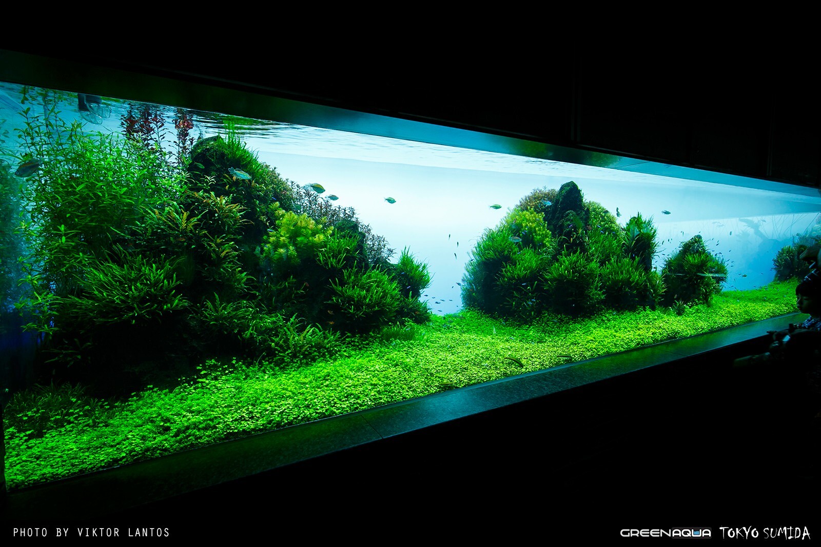 国外水族馆:ada墨田水族馆草缸造景作品赏析