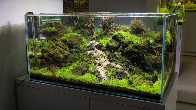 90cm石景草缸:怪石嶙峋中一条小溪激流而下