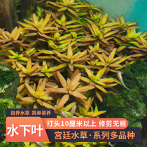 Blood-red blood-leaf landscaping water grass palace grass tip background palace gold leaf green underwater pink palace Danish court