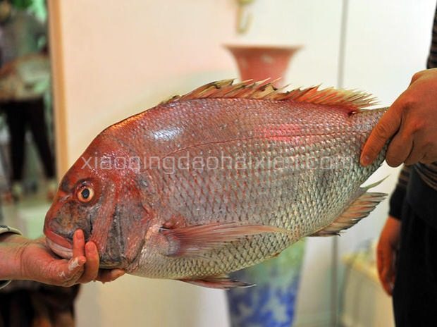 青岛鲜活加吉鱼鲷鱼 海鱼/海鲜鲜鱼 新鲜 刺身寿司料理材料半斤价