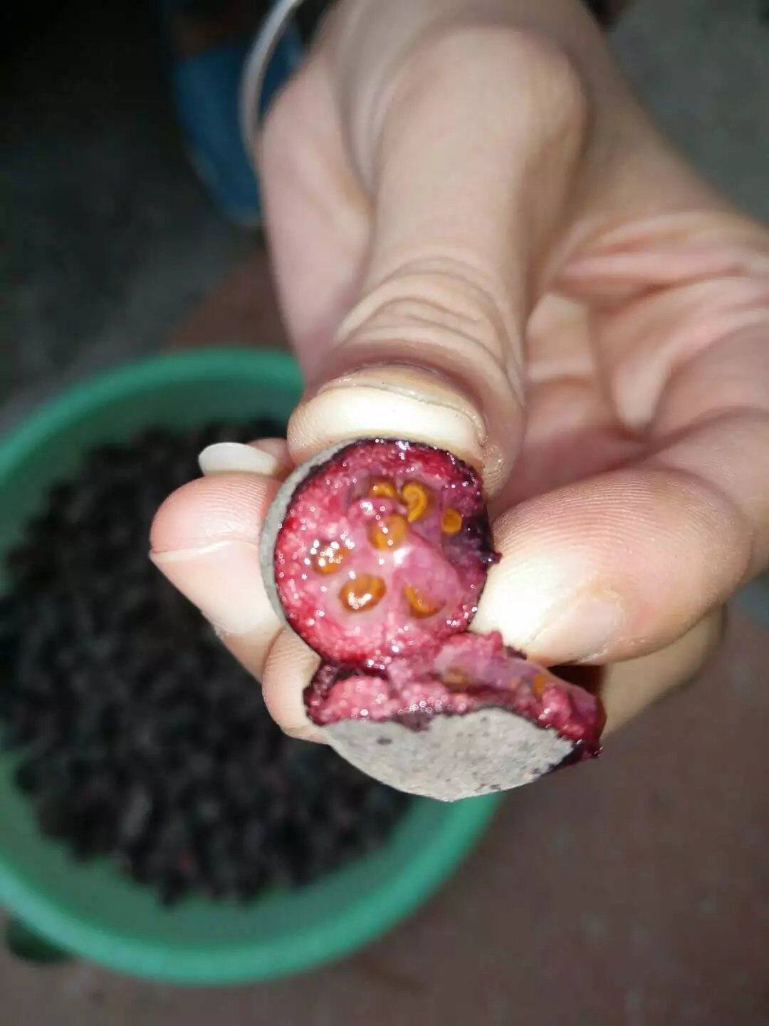 野生山捻子中药材桃金娘鲜果 稔子豆捻岗念子岗捻子泡酒佳品500克