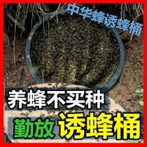 Trapping Beehive Bee Hive Black Plastic Keg Beekeeper Beehives in the wild Beehives Bee Water Wasp Wasps Beehives