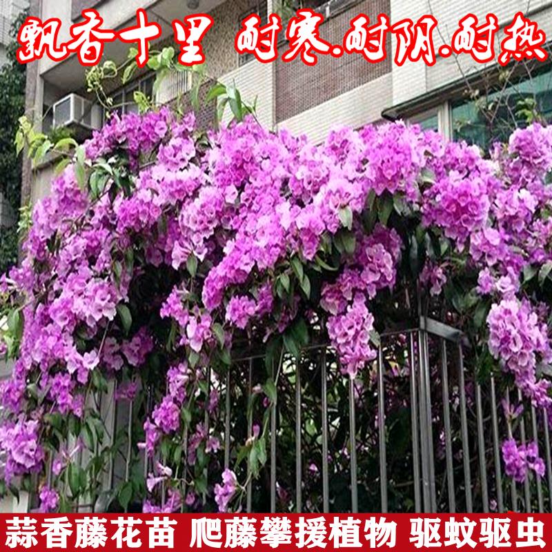 Thornless climbing plant garlic vine flower seedling purple bell vine flower balcony potted garden climbing vine plant mosquito repellent