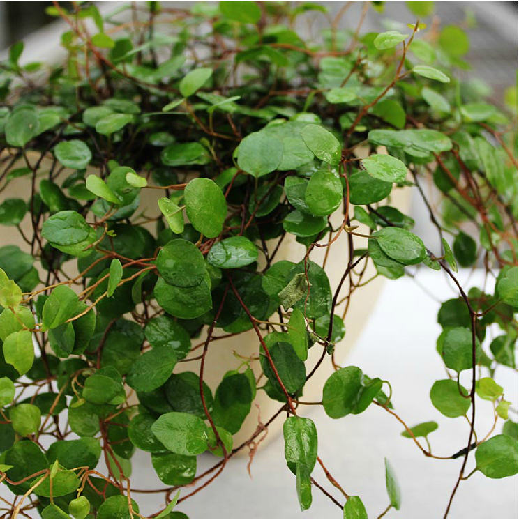 特价室内客厅壁挂盆栽植物花卉绿植千叶吊兰防辐射吸甲醛净化空气