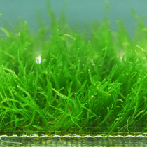 Fighting fish tanks lazy people quick-to-become Moss flame Moss strange Fern Moss fresh water living negative aquatic grass green algae ball