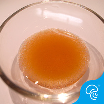 Frozen jellyfish grain coral grain frozen plump shrimp hatching brine juvenile fish clown fish mouth fish grain