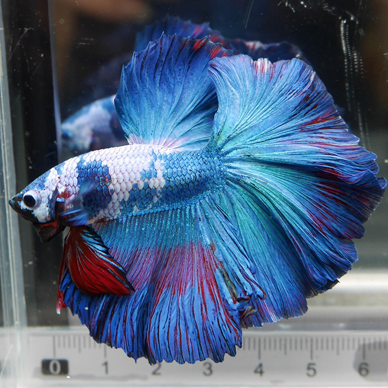 泰国半月斗鱼视频选鱼精品展示级赛级大耳半月进口观赏热带鱼活体