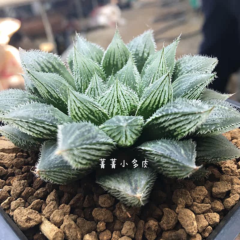 毛玉露 实生绘卷毛玉露 非组培 十二卷多肉植物 保品种_7折现价59.