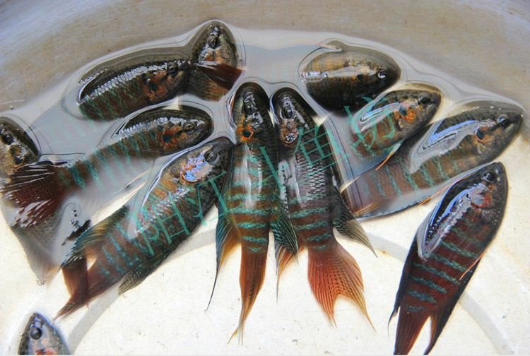 中国斗鱼普叉 斗鱼活体包邮 自养野生菩萨鱼 天堂鱼 冷水鱼