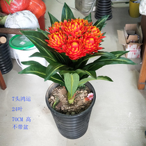 Lucky head plastic flower simulation potted flower trick money fake tree desktop green plant anthurium decoration living room decoration bonsai
