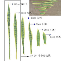 Tiger Piran simulation flower fake tree Tiger tail orchid leaf size plant potted bonsai tropical green plant decorative flower arrangement leaves