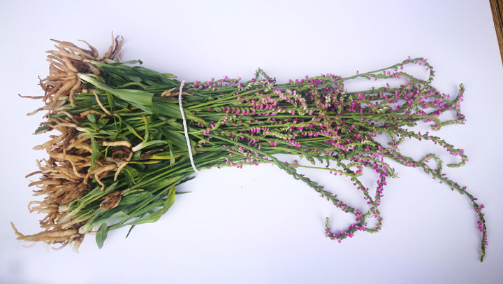 1斤贵州野生盘龙参盘龙草龙抱柱镰刀草海珠草龙盘旋猪鞭草鲤鱼草