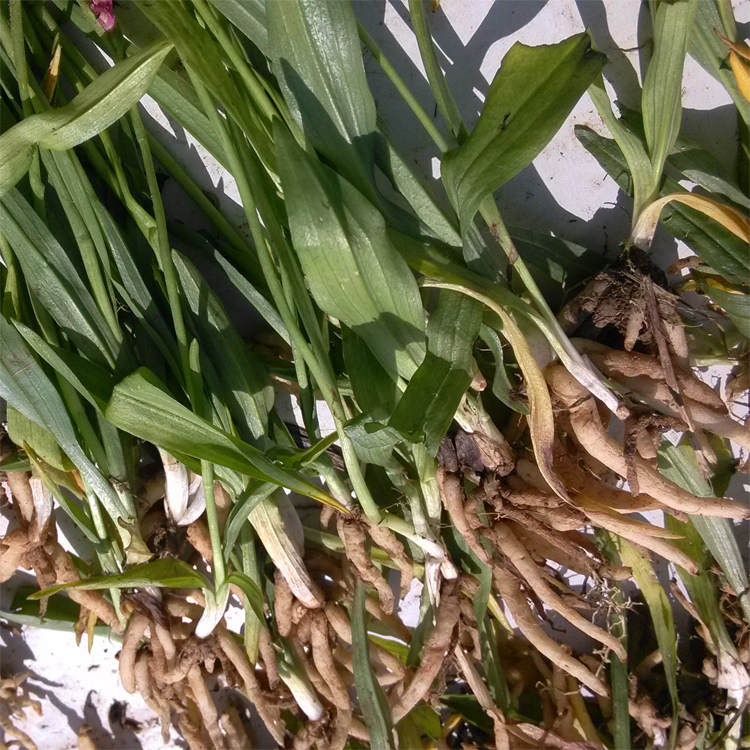 1斤贵州野生盘龙参盘龙草龙抱柱镰刀草海珠草龙盘旋猪鞭草鲤鱼草