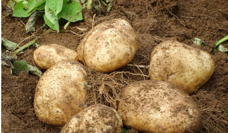 作文挖土豆_土豆在那挖土豆_挖土豆