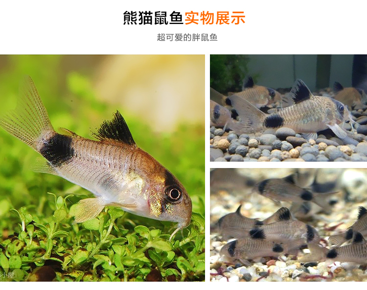观赏鱼 小型鱼 底栖 鼠鱼集合 珍珠鼠 熊猫鼠 茉莉豹鼠 活体"