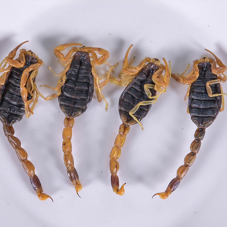 全蝎 蝎子 全虫 清水干货 100克135元 水蛭 蜈蚣 包邮
