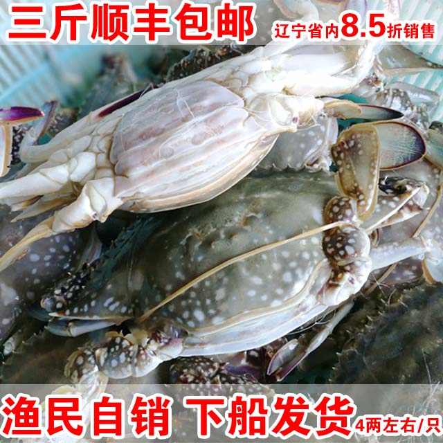 渤海海鲜野生红膏梭子蟹鲜活海飞蟹螃蟹鲜活500G母三斤顺丰免邮 渤海海鲜野生红膏梭子蟹鲜活海飞蟹螃蟹鲜活500G母三斤顺丰免邮