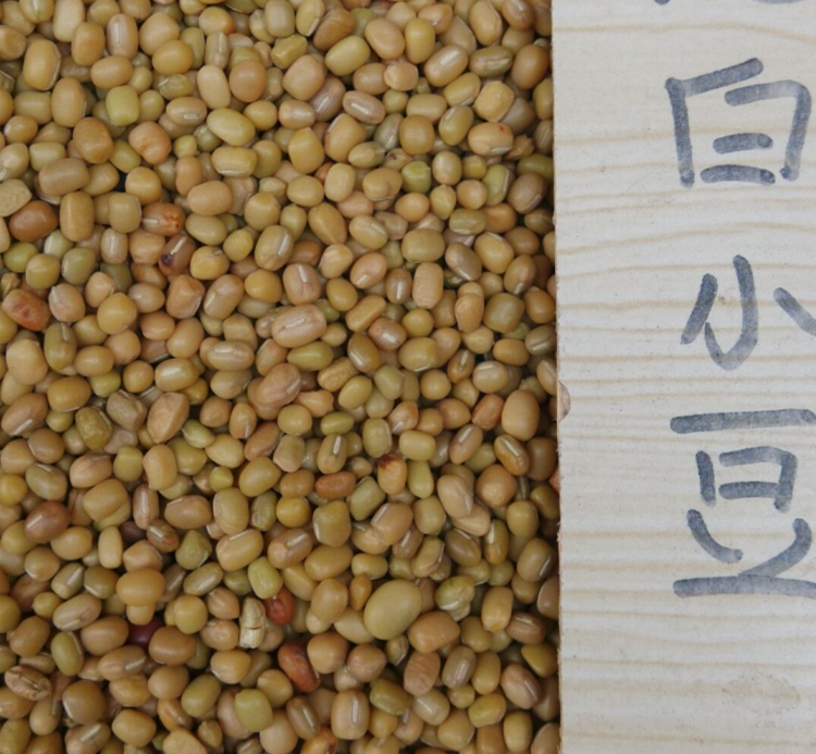 贵州毕节特产 白小豆 煮粥 毕节小豆酸菜汤必备 1斤 买5斤包邮