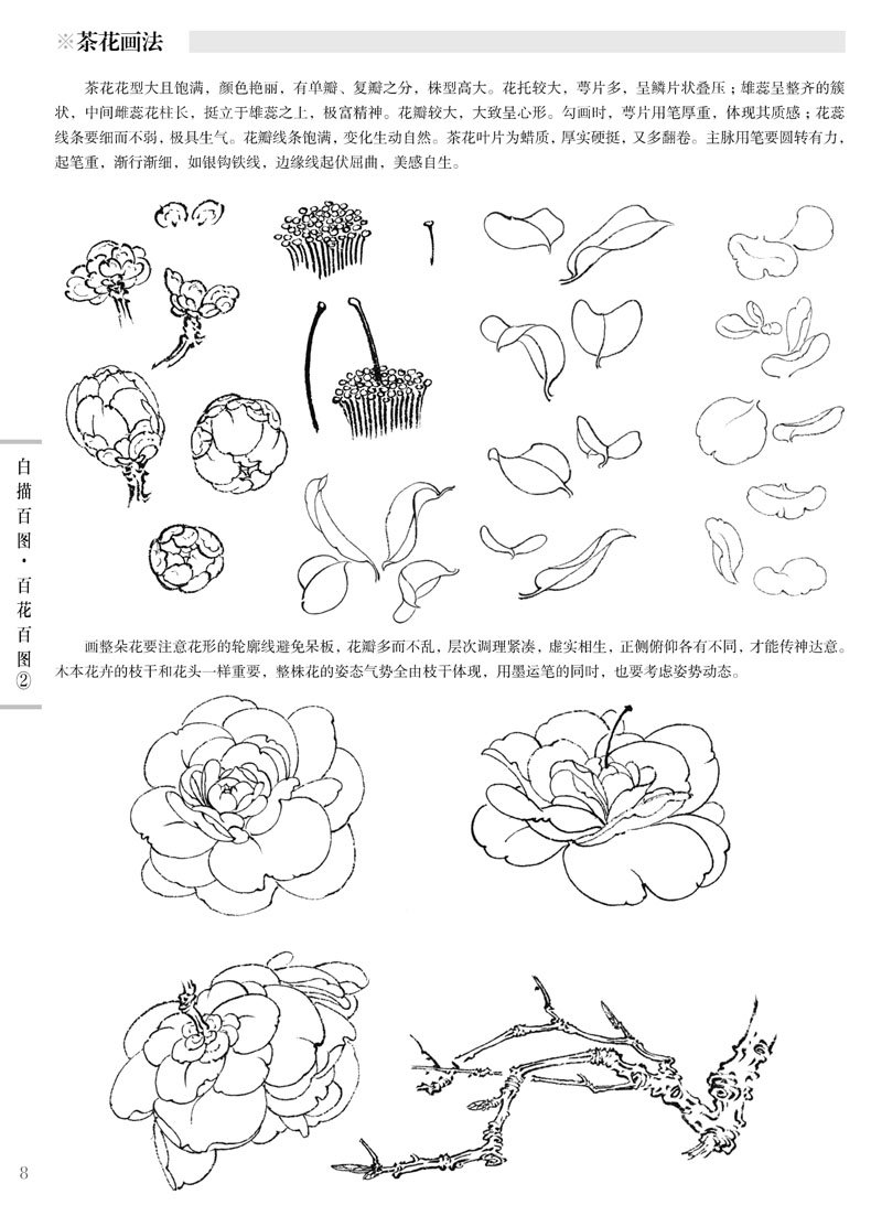 初学者之友-白描百图.百花百图(2)
