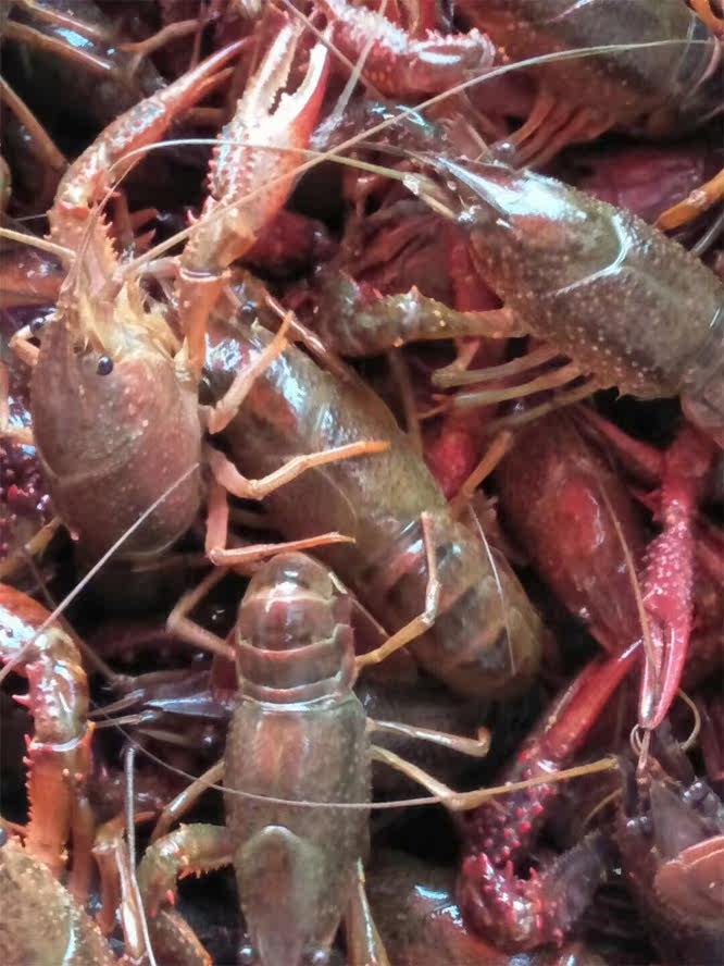 湖北仙桃潜江活龙虾批发456红789钱大红纯红两虾鲜活小龙虾清水