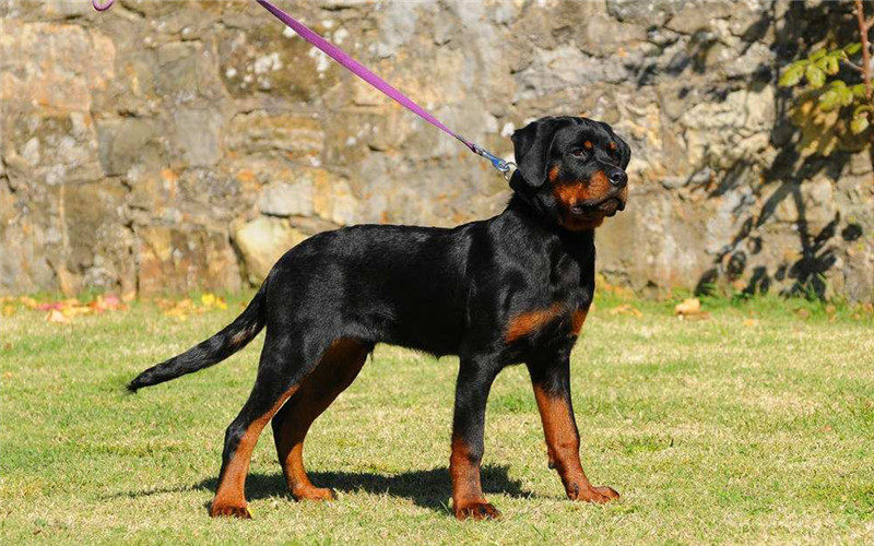 罗威纳犬训练难易度一般,要在幼犬时就严格调教它,否则成年后主人很难