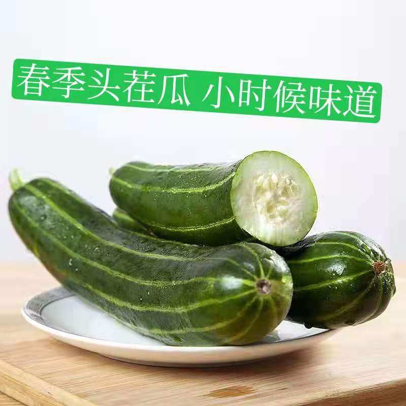 山东潍坊脆瓜稍瓜烧瓜菜瓜青龙菜瓜孕妇老人水果非羊角蜜