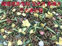 Dormitory domesticated adorable pet Dutch pig rabbit loves to eat feed grains wheat barley grass section 2 kg of food