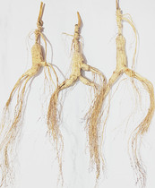 Mountain ginseng Wild Mountain Ginseng Forest Ginseng Changbai Mountain Ginseng Moving mountain Ginseng Northeast Jilin Wild Ginseng Stump ginseng 12-15 years