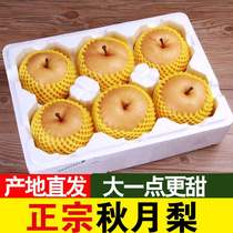 Autumn moon pear Rock sugar pear Shandong Laiyang Pear Golden pear crisp sweet Feng Shui pear Fresh fruit fresh 3 catty 5 catty 10