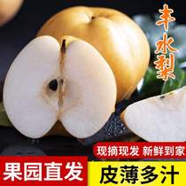 Fengshui pear Qiuyue pear 10 kg rock sugar sydney crisp sweet juicy pick-now-hair non-snow pear whole box 5 kg
