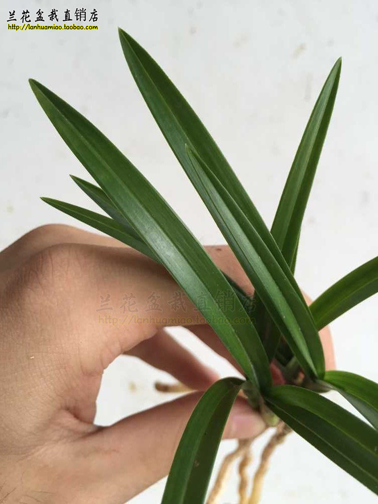 高档春兰 关鸠 矮种精品兰花苗 春带浓香花苞 原图原棵4苗发货 原价14