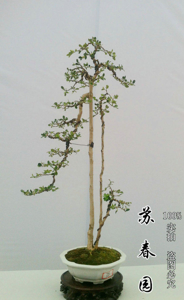 实物瓜子黄杨文人树式盆景珍珠黄杨赖皮树桩盆栽植物包邮