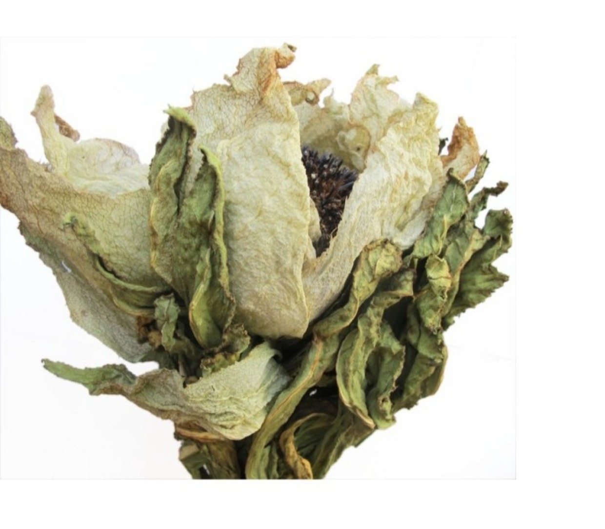 新疆中药材天山雪莲花3朵包邮好评好店
