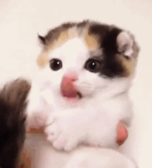 开门发现猫咪前来迎接,男子却一脸惊恐